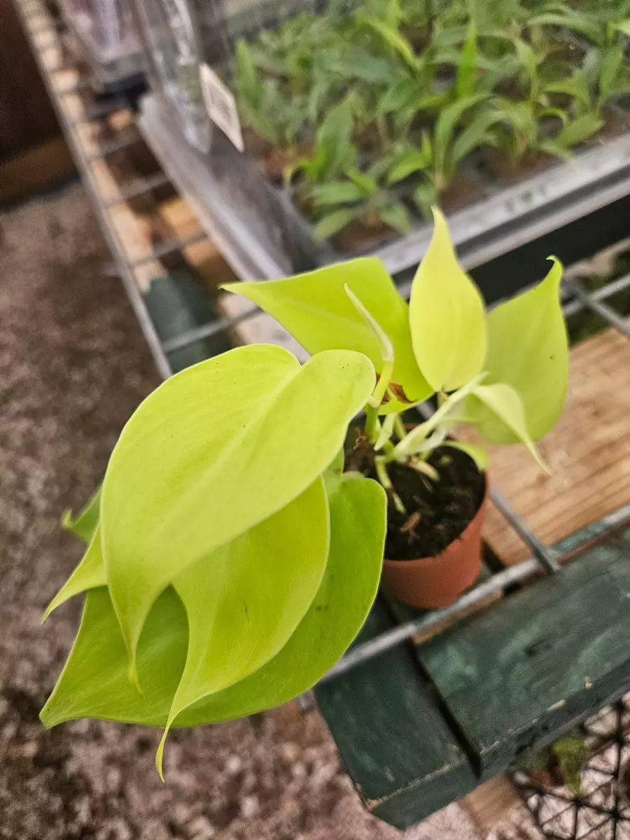 3jn Philodendron Lemom Lime thumbnail