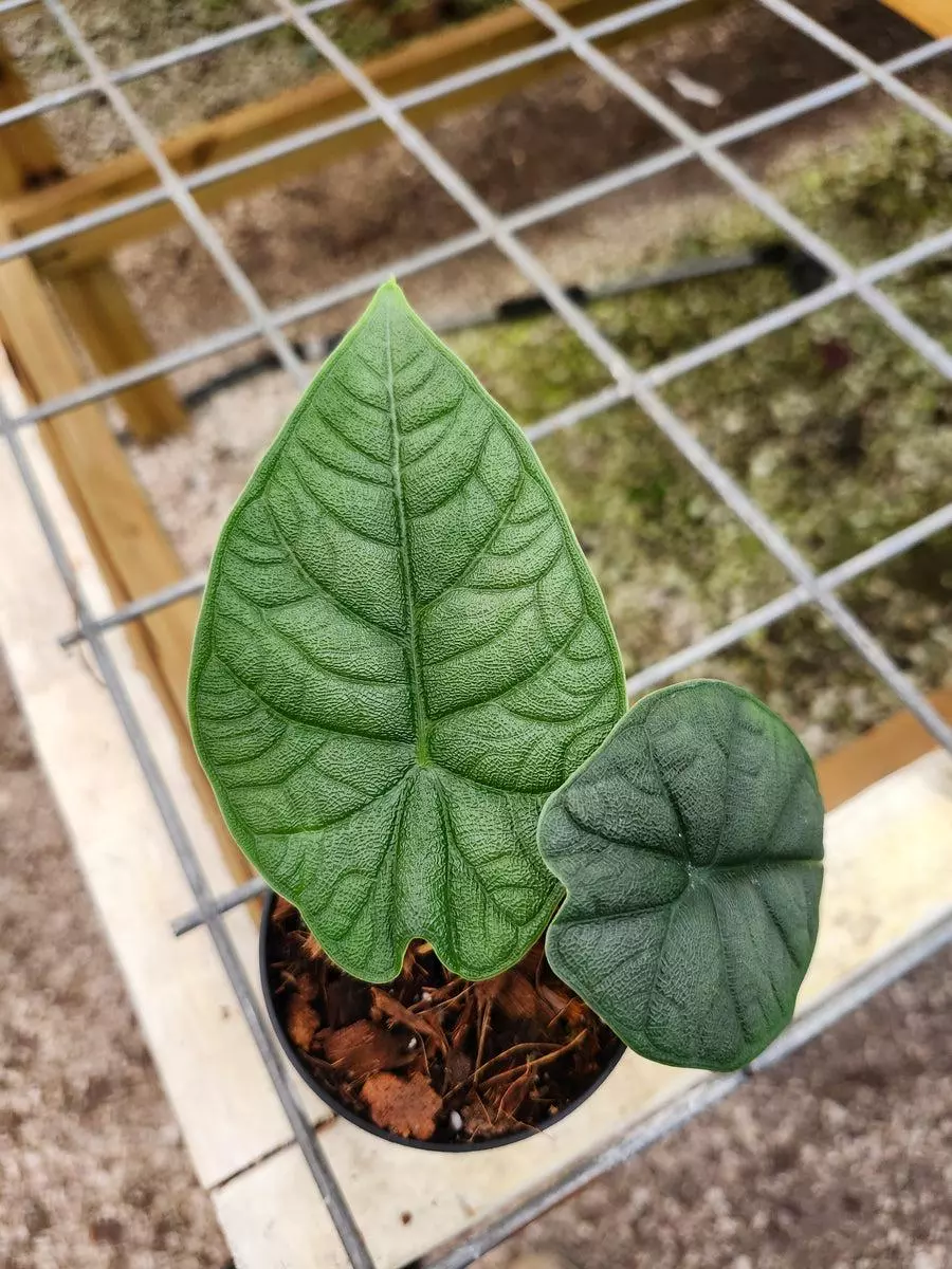 3in Alocasia Melo thumbnail