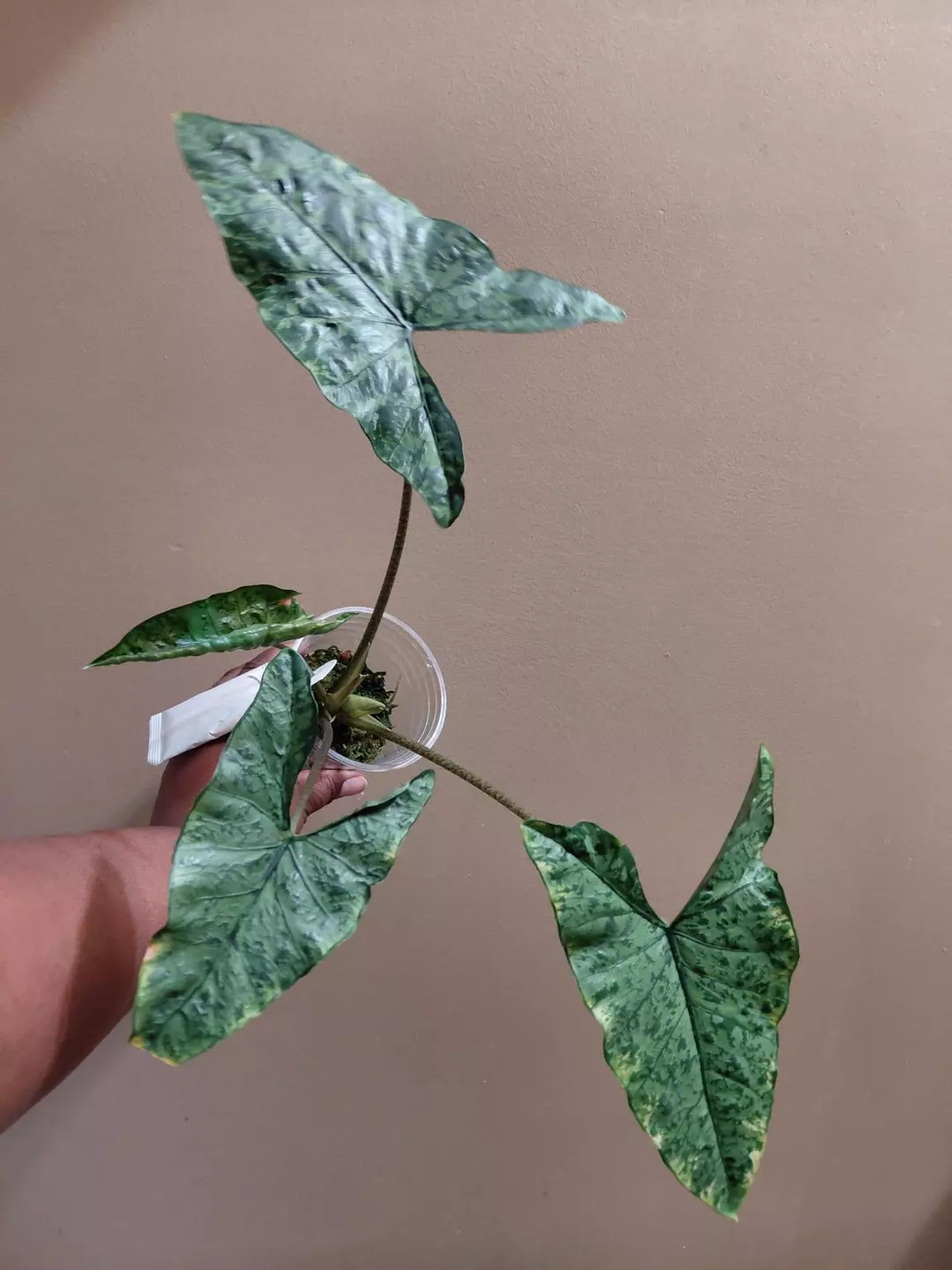 Alocasia Shattered Glass Corming Size thumbnail