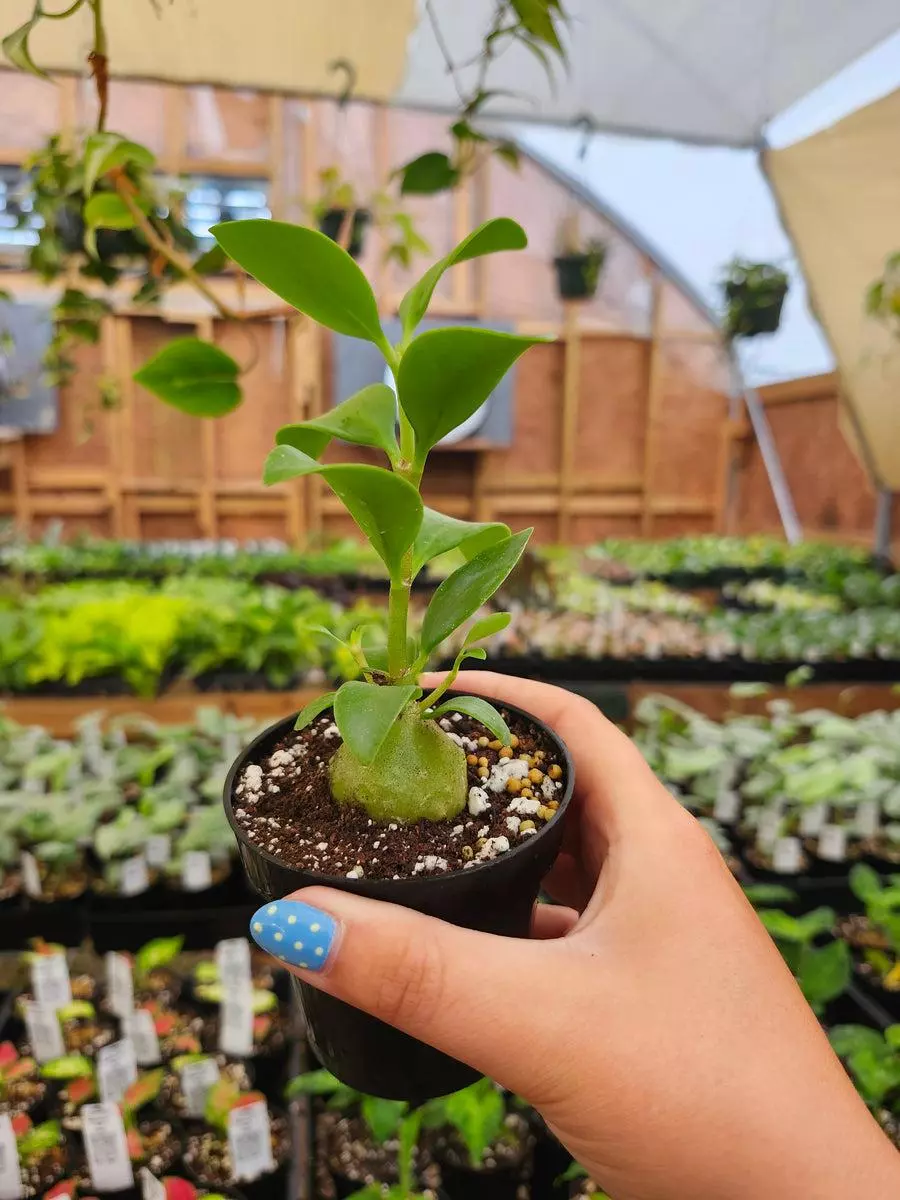 3in Ant Plant thumbnail