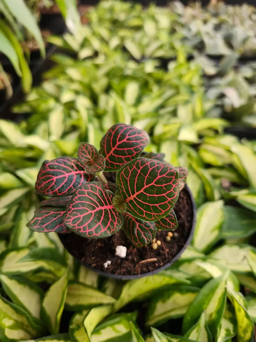 3in Red Fittonia thumbnail