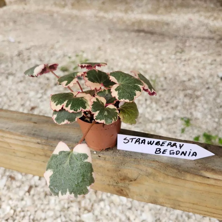 2in Var Strawberry Begonia thumbnail