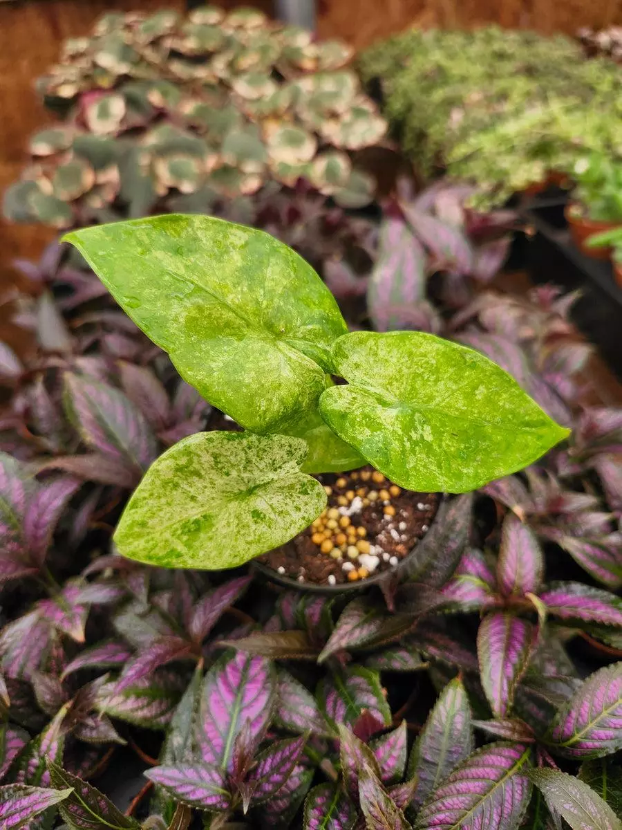 3in Alocasia Macrochizza camouflage thumbnail