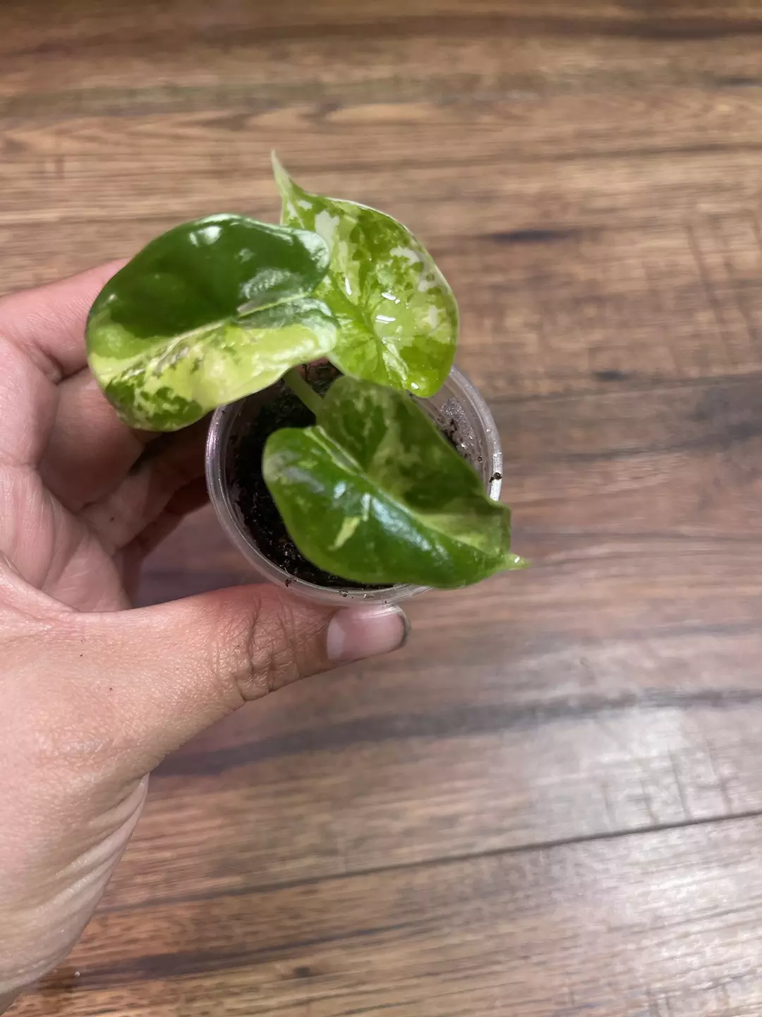 Alocasia Dragon Scale Albo thumbnail