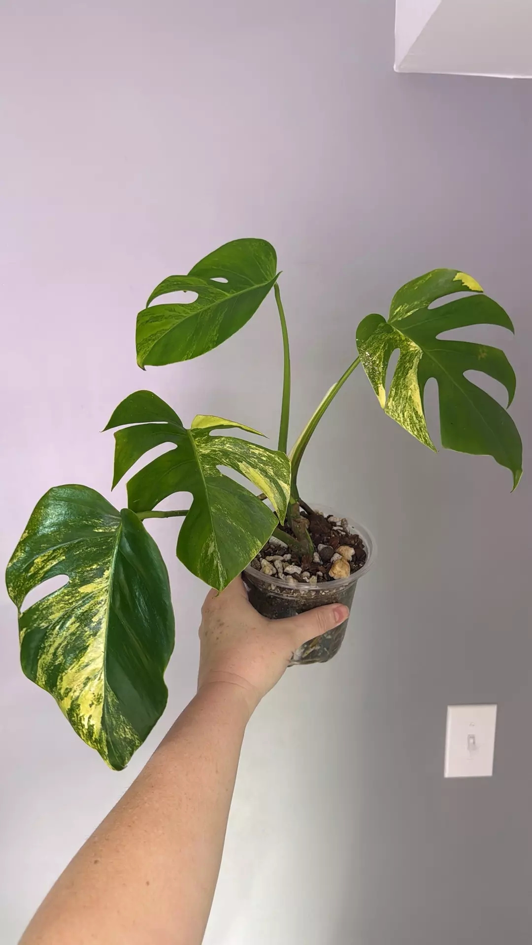 Monstera Aurea thumbnail