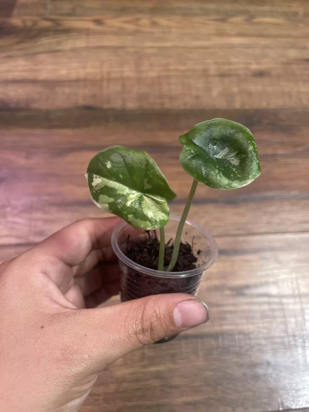 Alocasia Melo Albo thumbnail