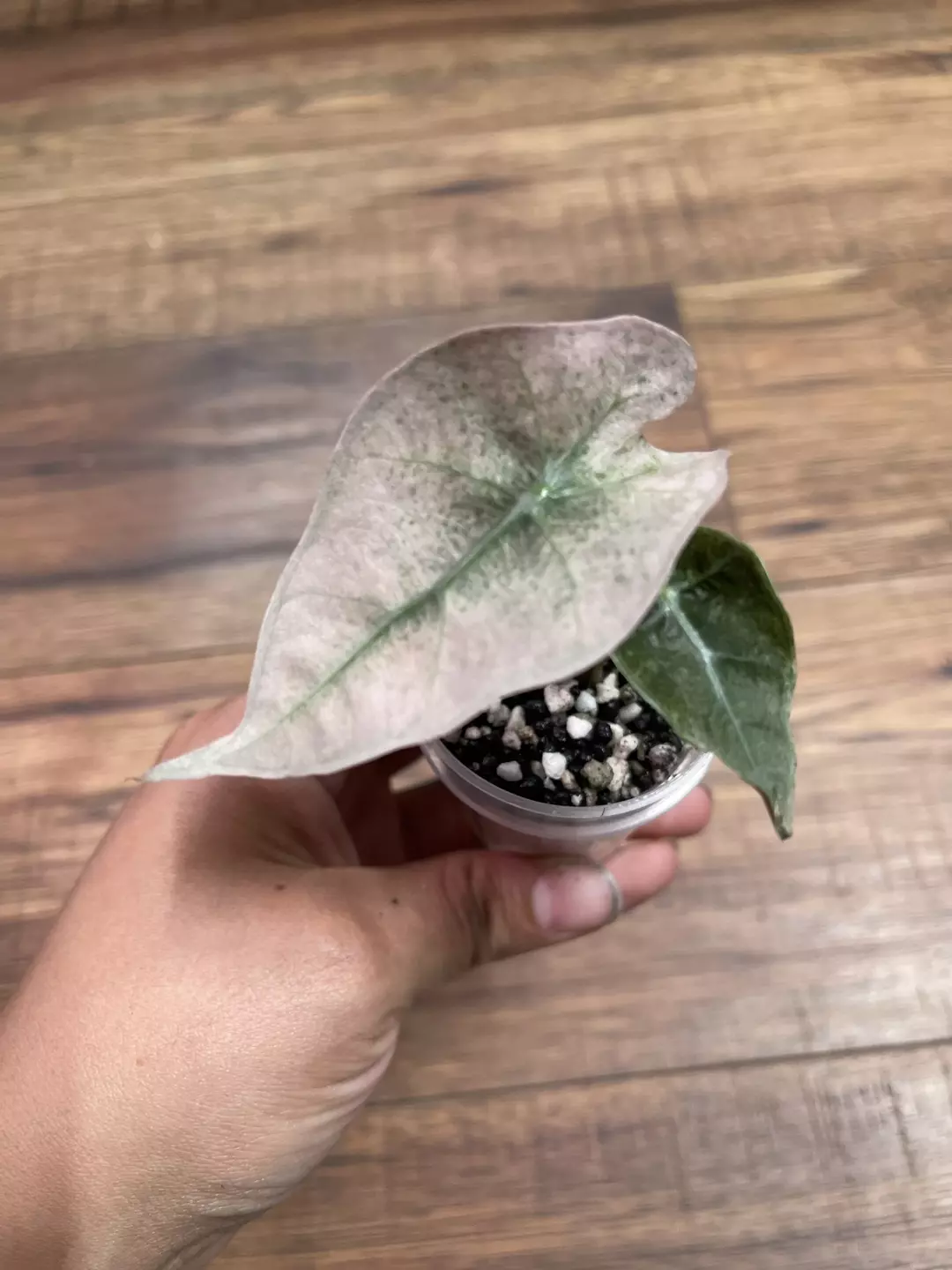 Alocasia Pink Polly Mint thumbnail