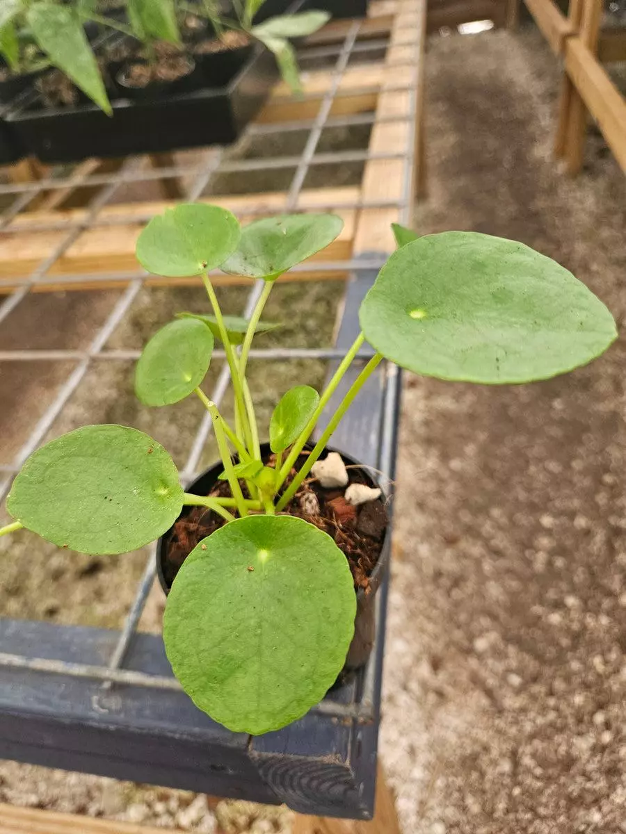 3in Chinese Money Plant thumbnail