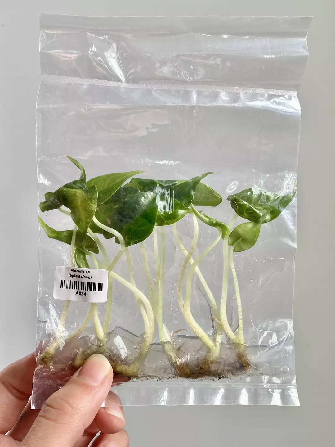 Alocasia Venom TC 6Pack (Grower's Choice) thumbnail