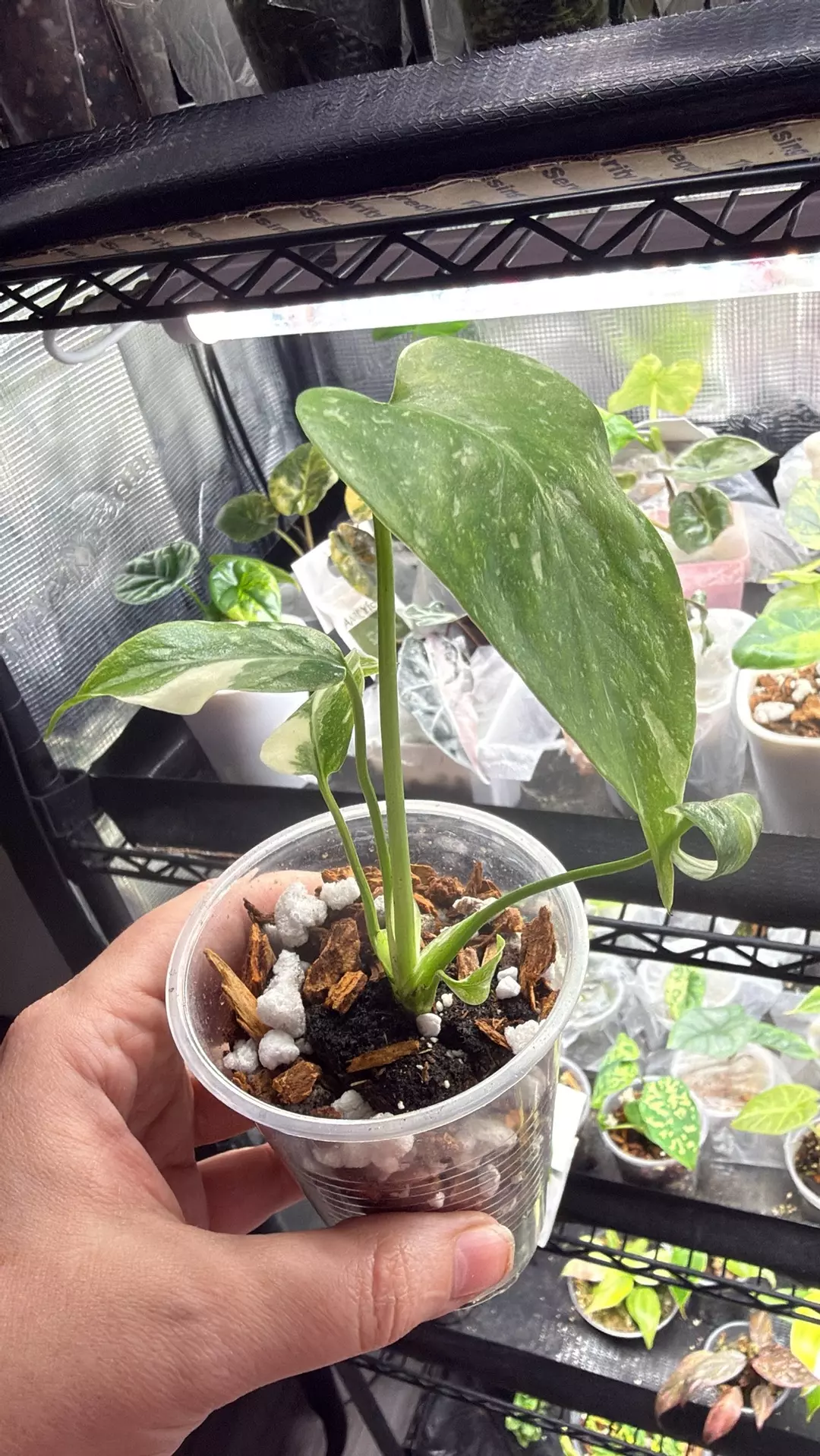 Monstera crème Burlee thumbnail