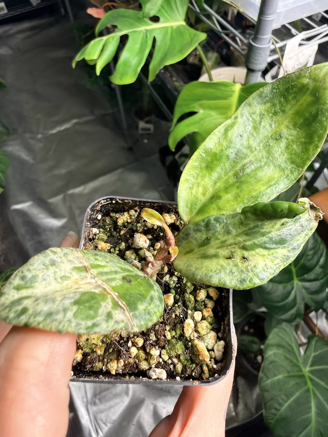 Hoya Crocodile 🐊 #2 *NEW GROWTH!* thumbnail