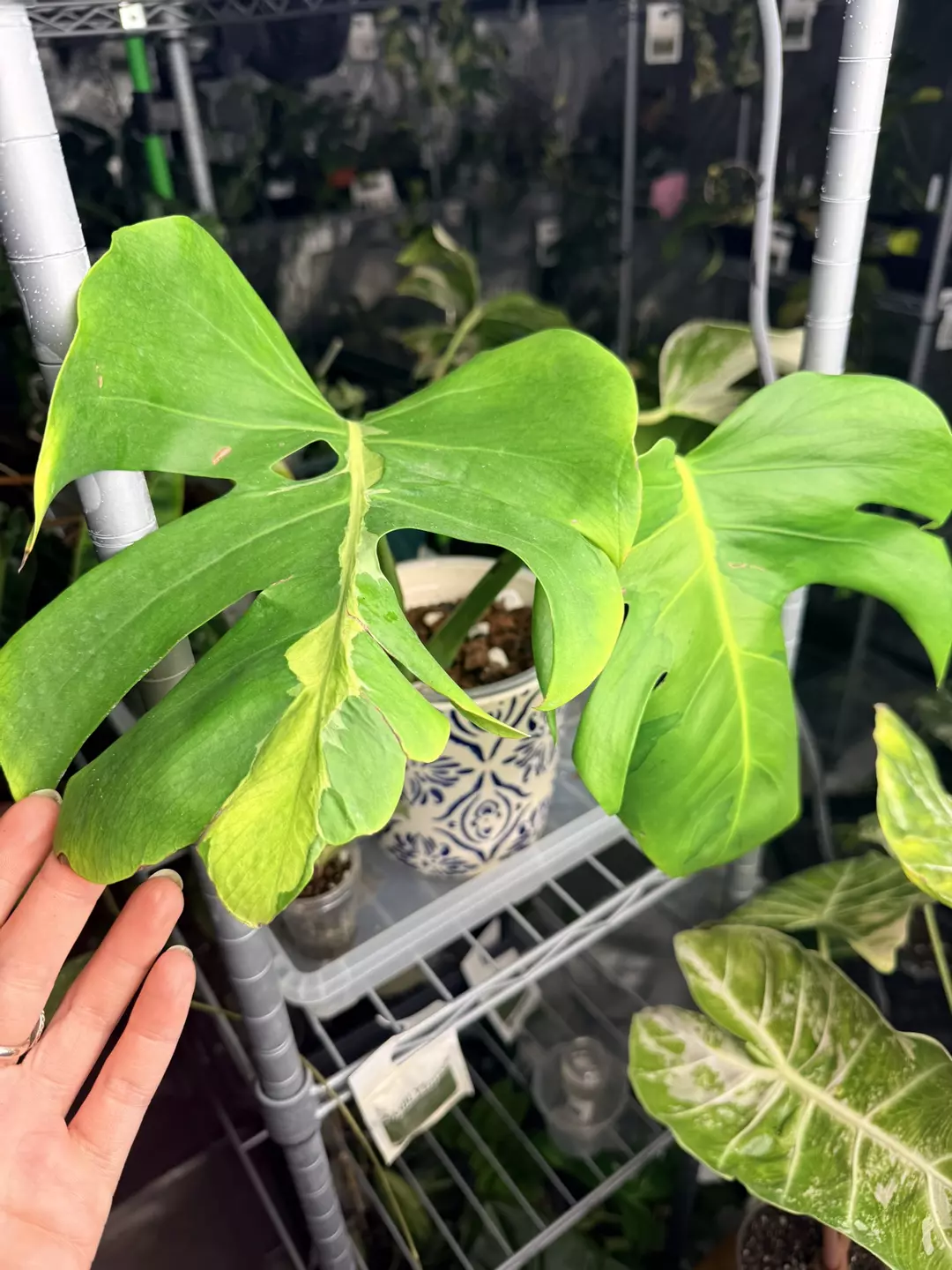 Monstera Lava thumbnail