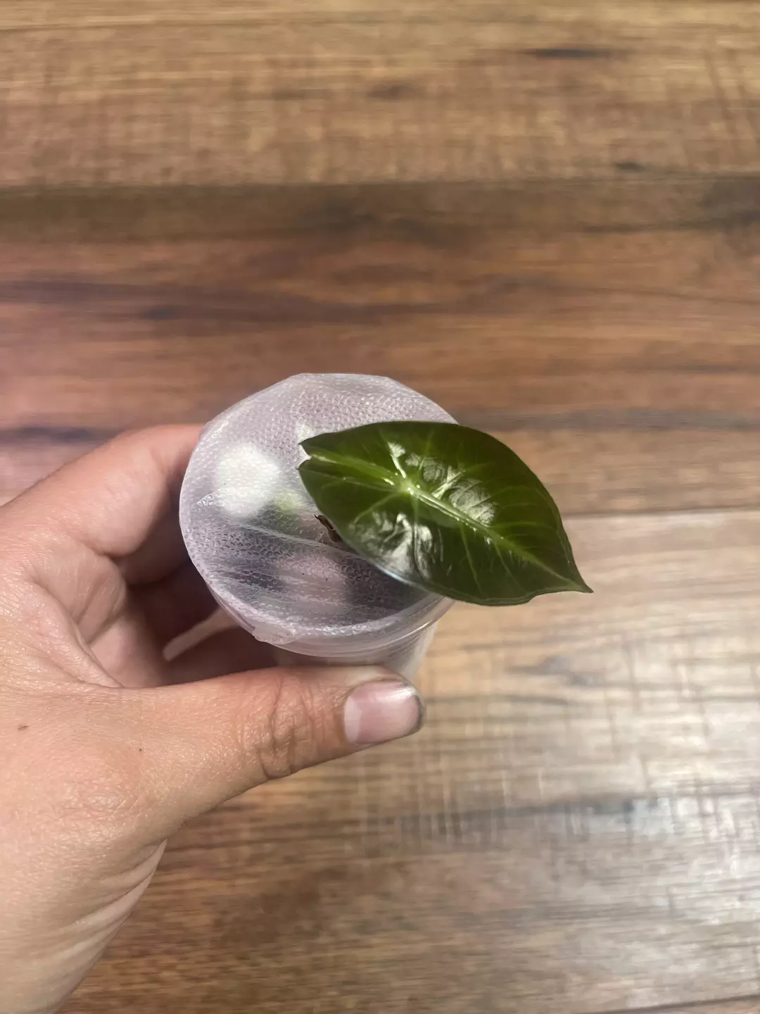 Alocasia Pink Dragon thumbnail