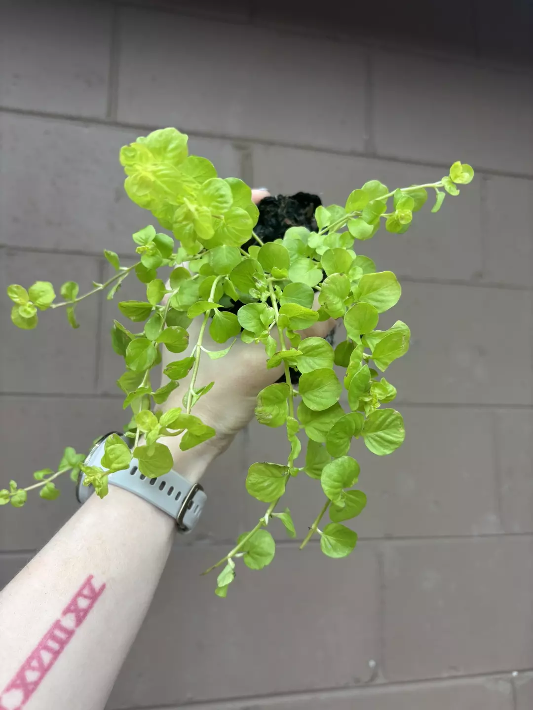 Enclosure ready Ground cover Goldilocks Creeping Jenny thumbnail