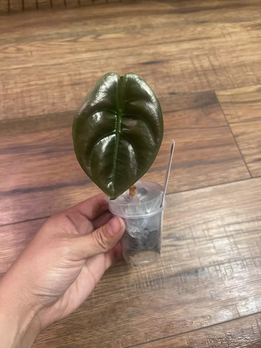 Alocasia Cuprea Pup (non-var) thumbnail