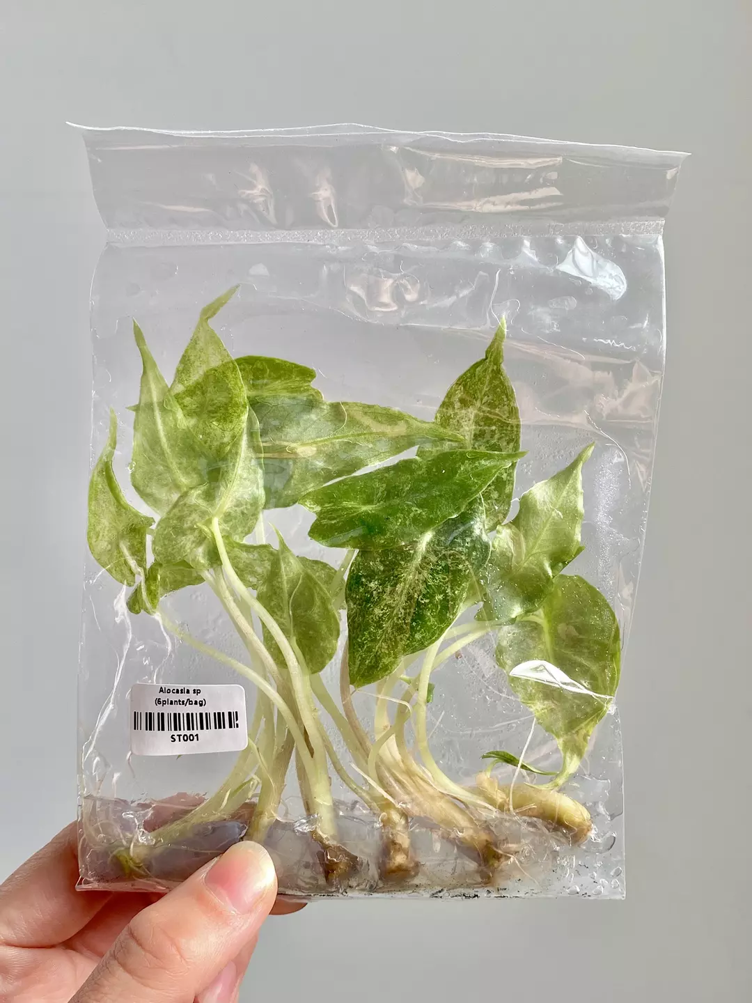 Alocasia Black Satun Stardust TC 6Pack (Grower's Choice) thumbnail