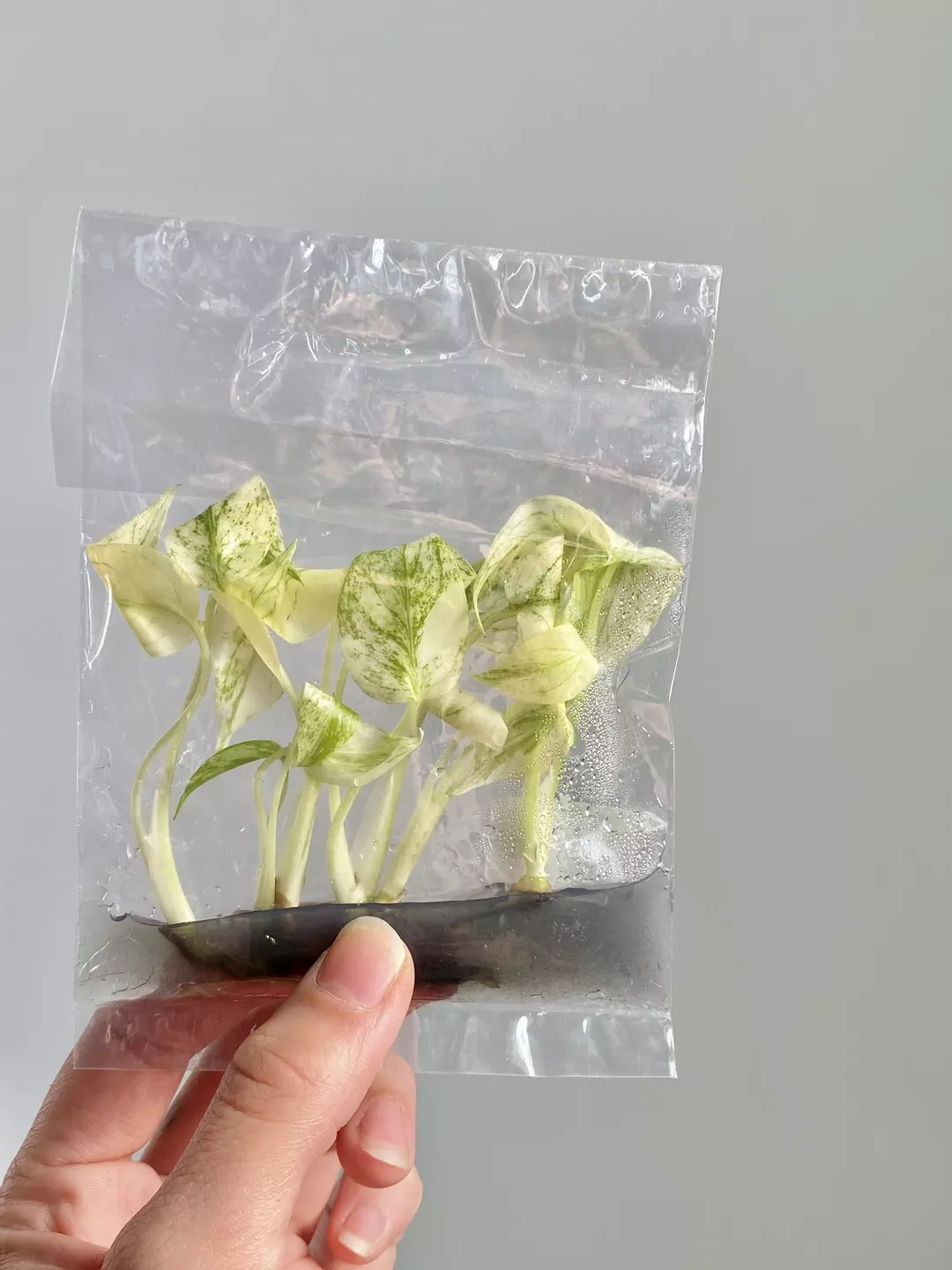 Monstera Mint TC 6Pack (Grower's Choice) thumbnail