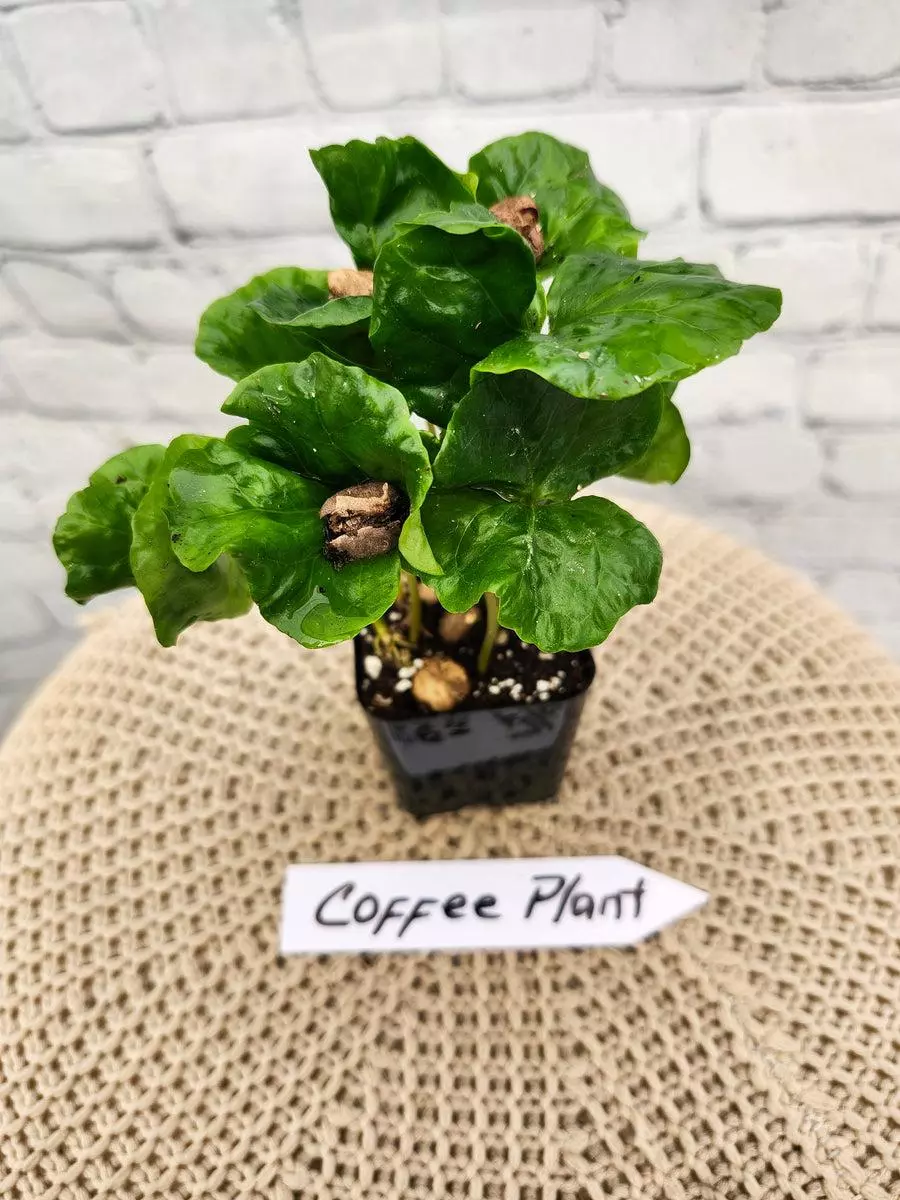 3in Coffee Plant thumbnail