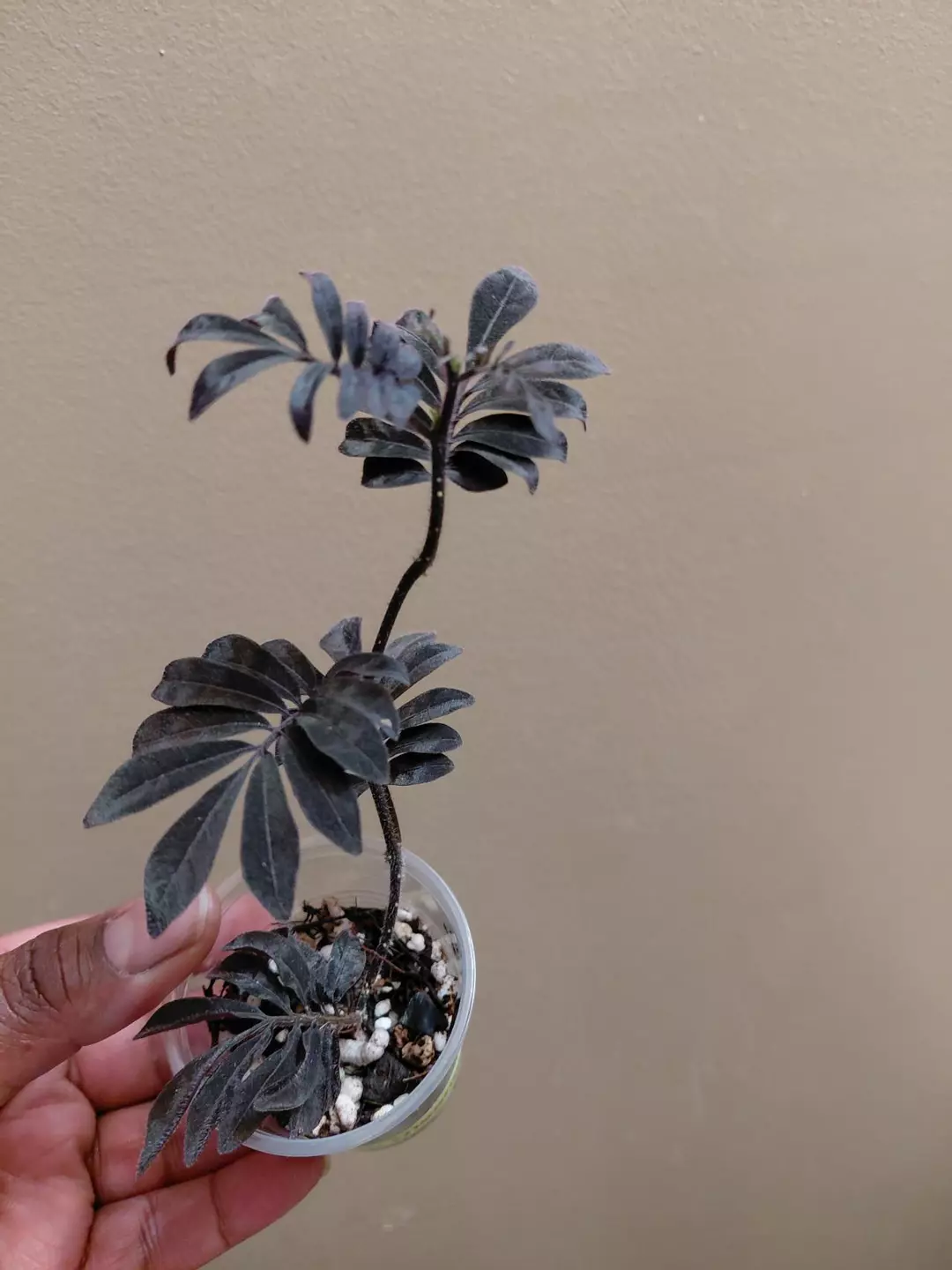 Solanum Uleanum #2 thumbnail