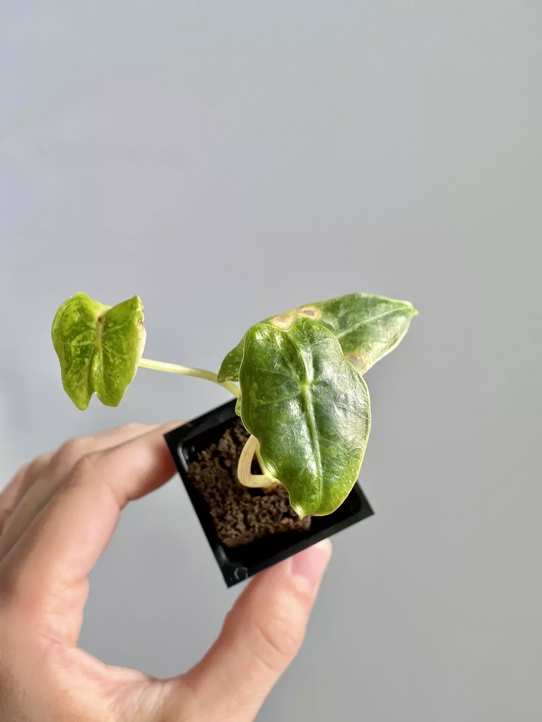 Alocasia Black Satun Stardust 7053 thumbnail