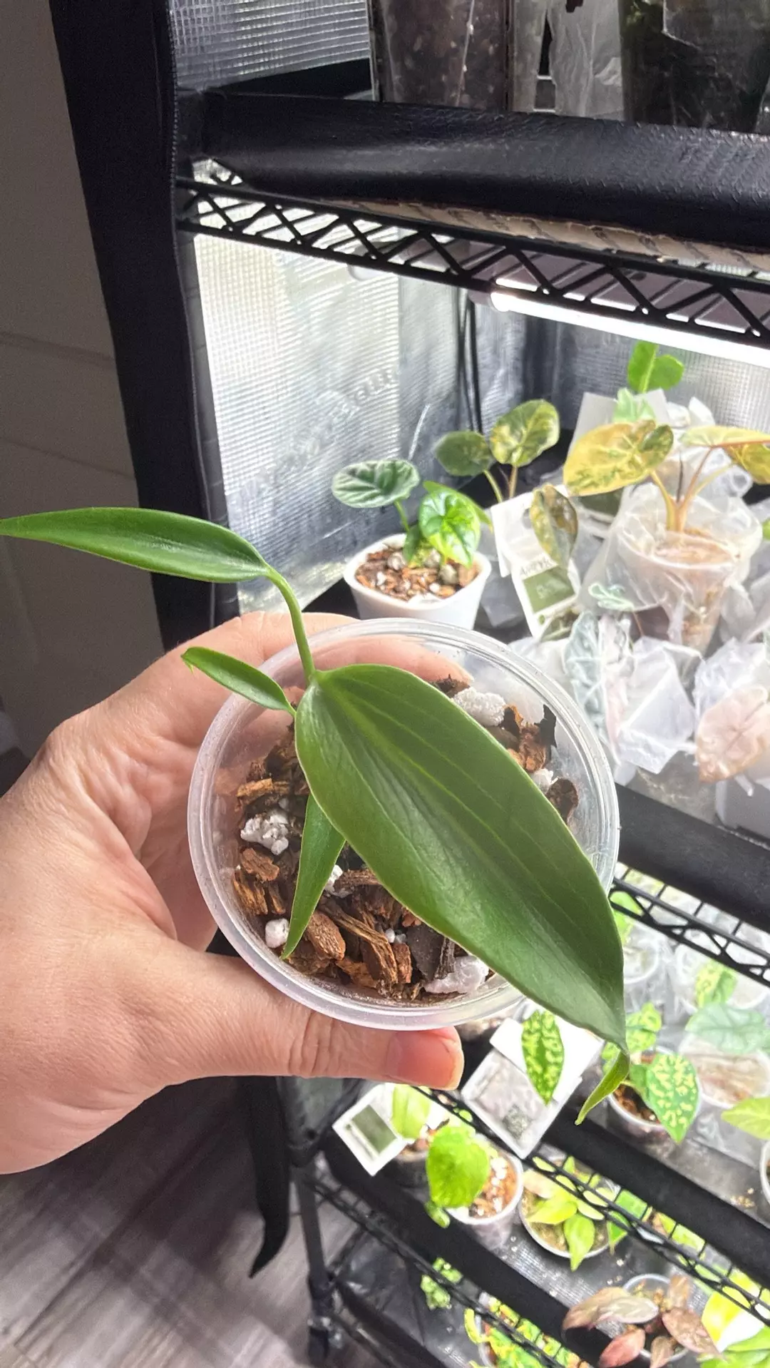 Monstera Burle Marx Flame thumbnail