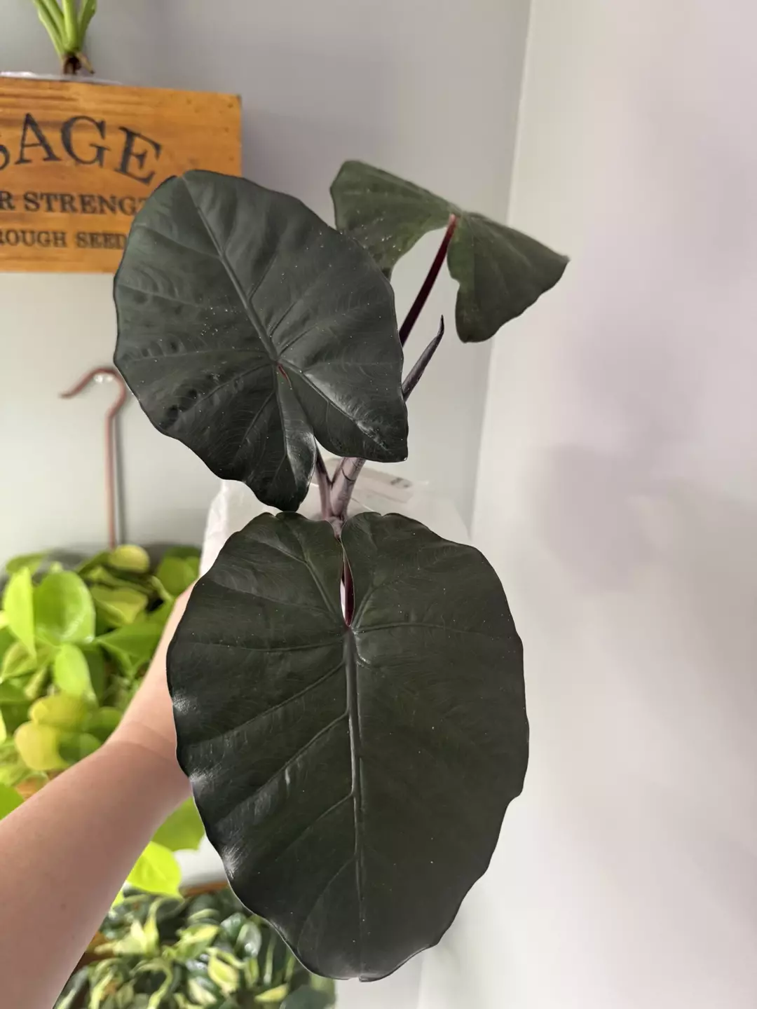 Alocasia Yucatan princess mother thumbnail