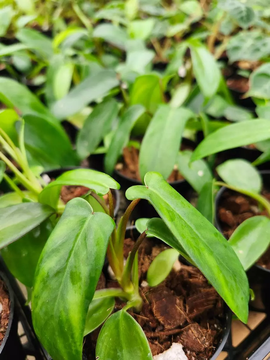 3in Philodendron Florida Green thumbnail