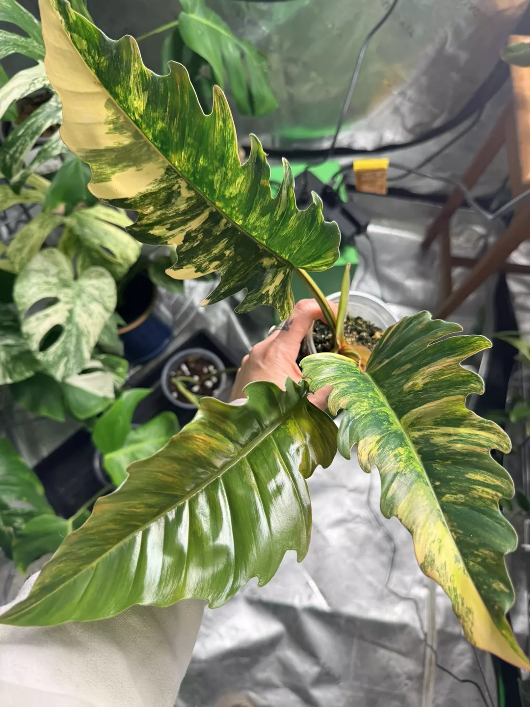 HUGE Philodendron Caramel Marble thumbnail