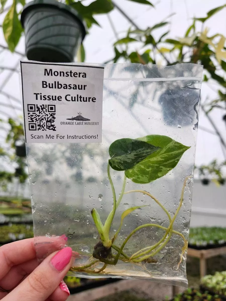 Tc Monstera Bulbasur gc thumbnail