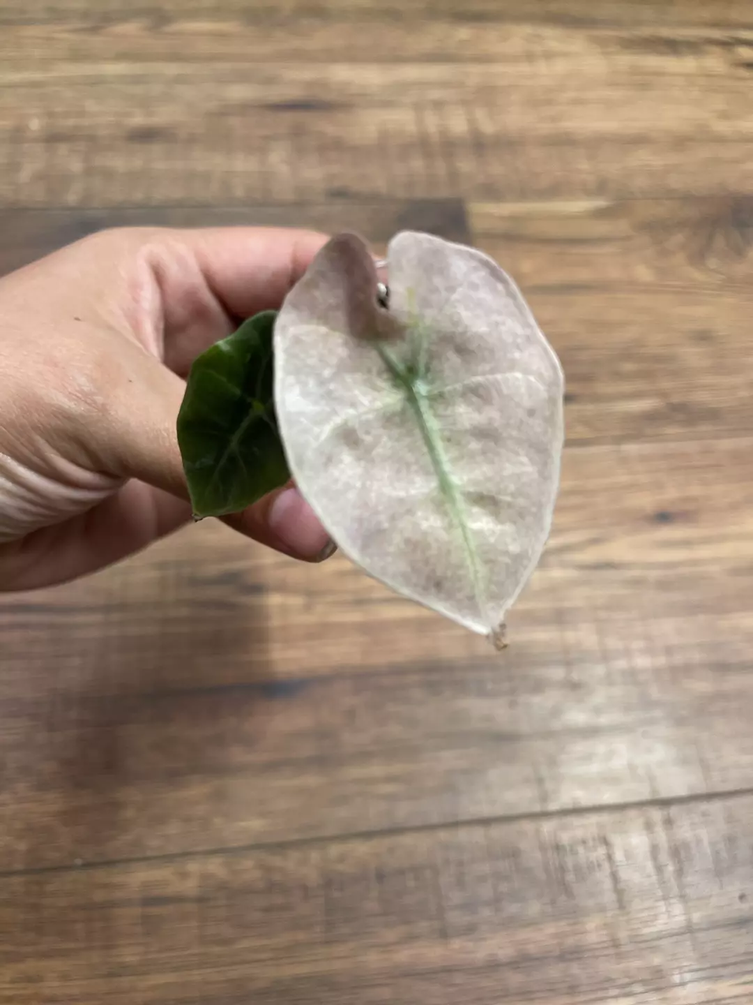 Alocasia Pink Polly Mint thumbnail