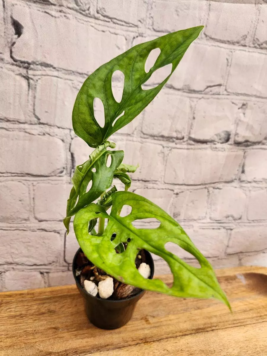 3in Monstera Adansonii thumbnail