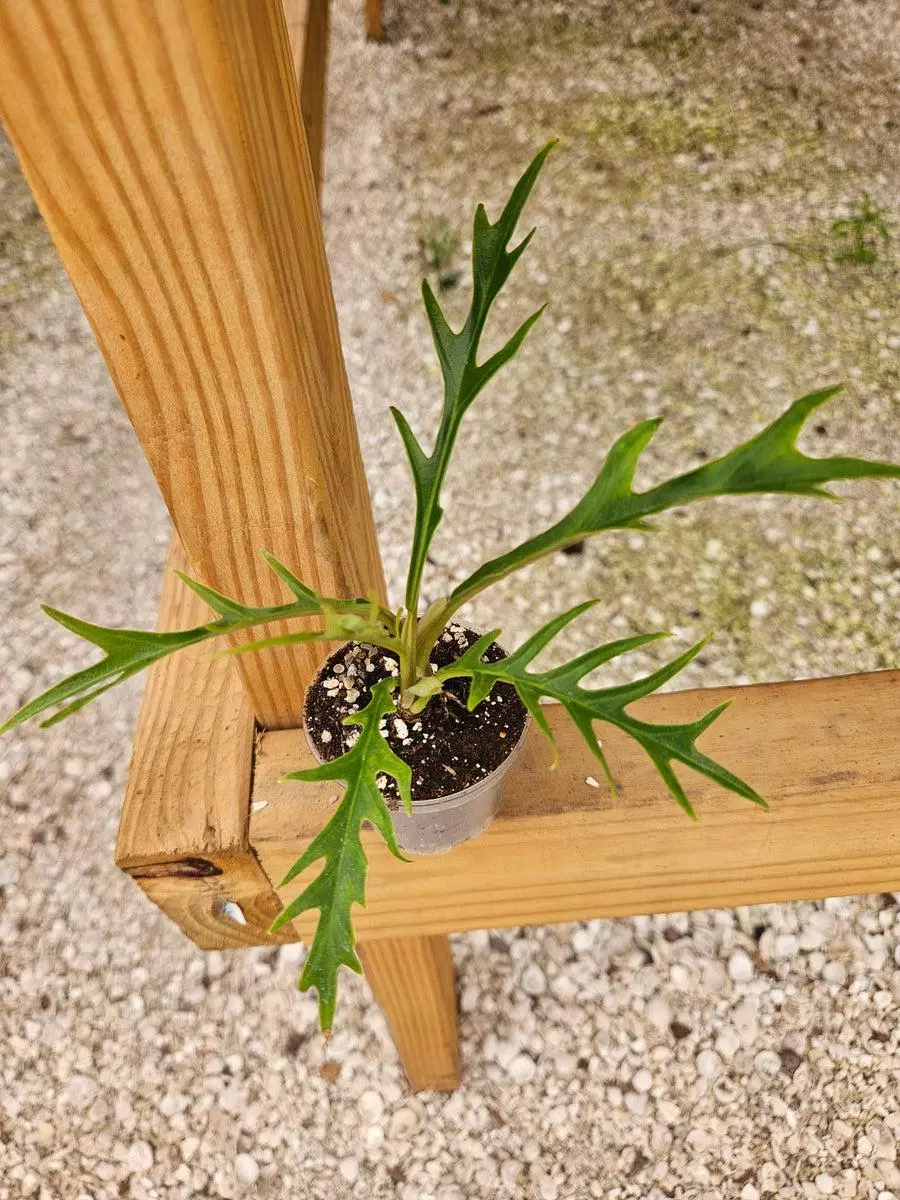 3in Philodendron Tortum thumbnail