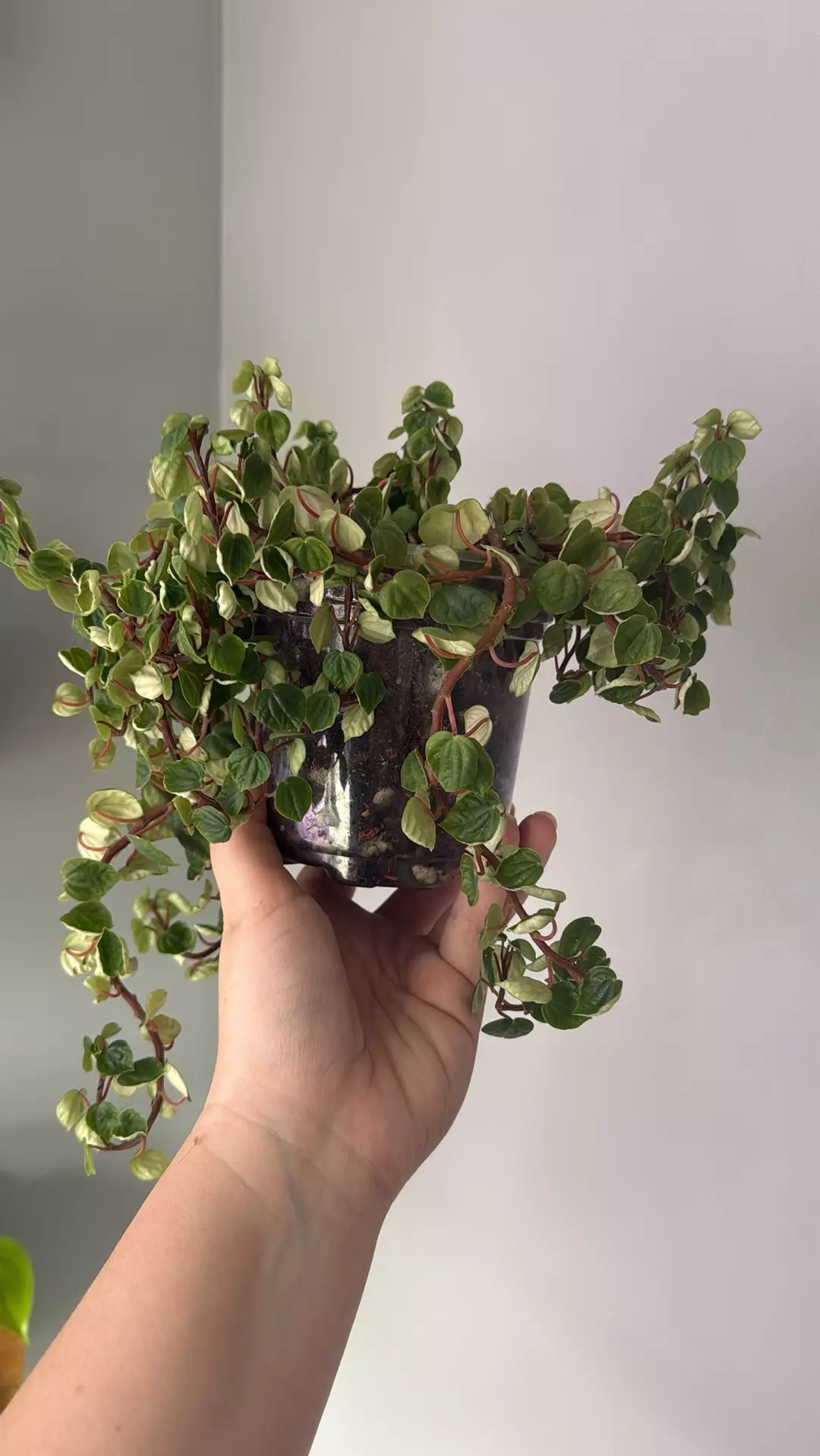 Peperomia meridana, often called Pixie Peperomia, Large 6 inch thumbnail