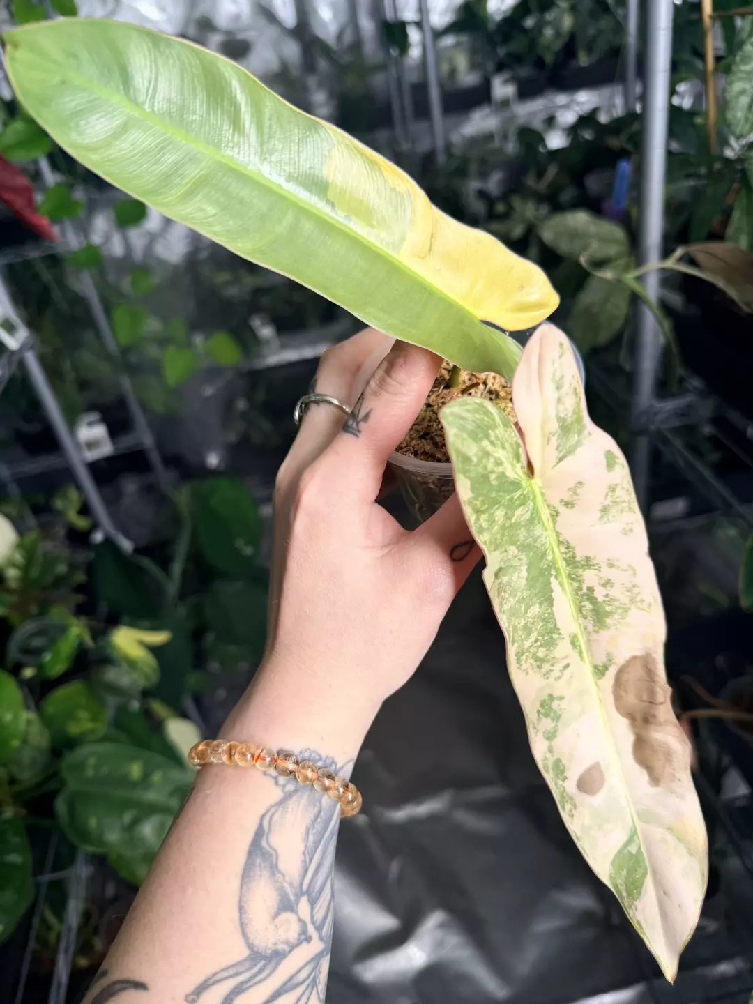 Philodendron Pink Atabapoense thumbnail