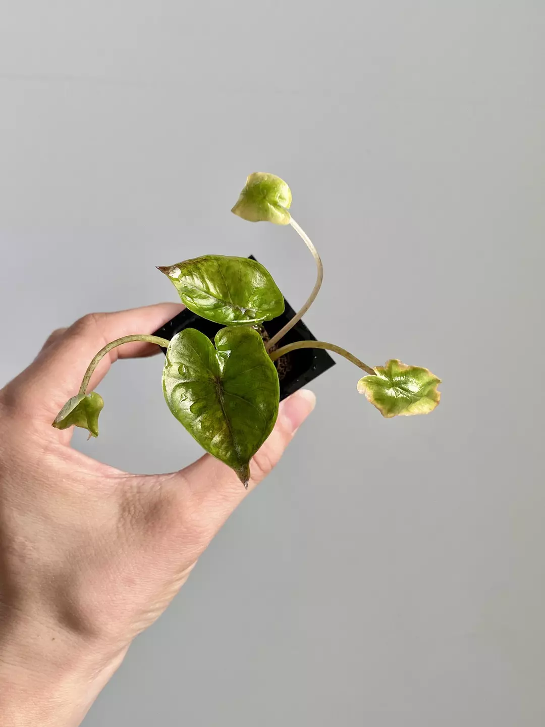 Alocasia Yucatan Princess 7056 thumbnail