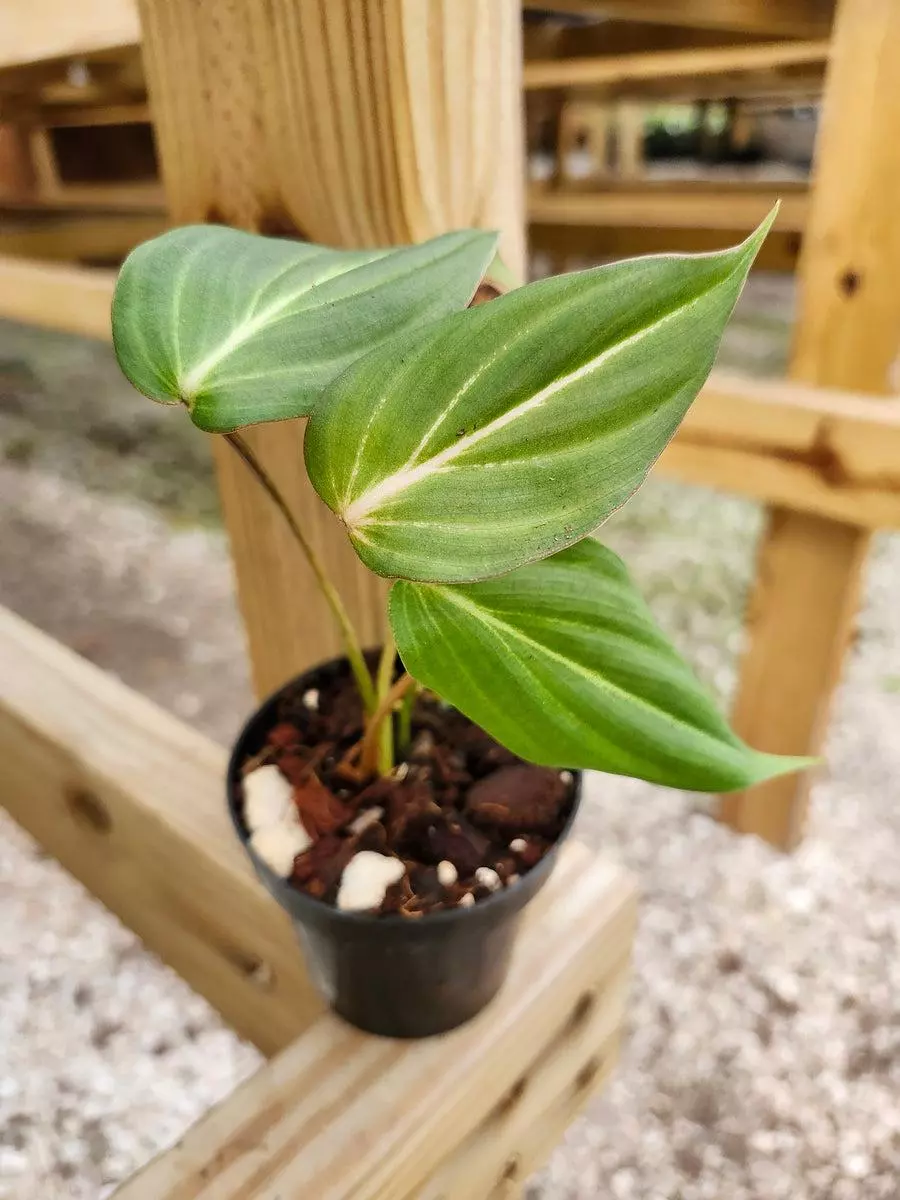 3in Philodendron Gloriosum thumbnail