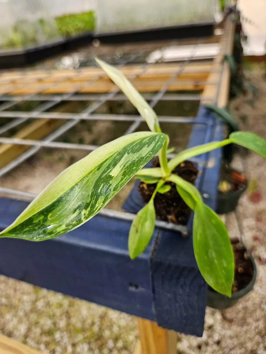 3in Philodendron Jose Buono thumbnail