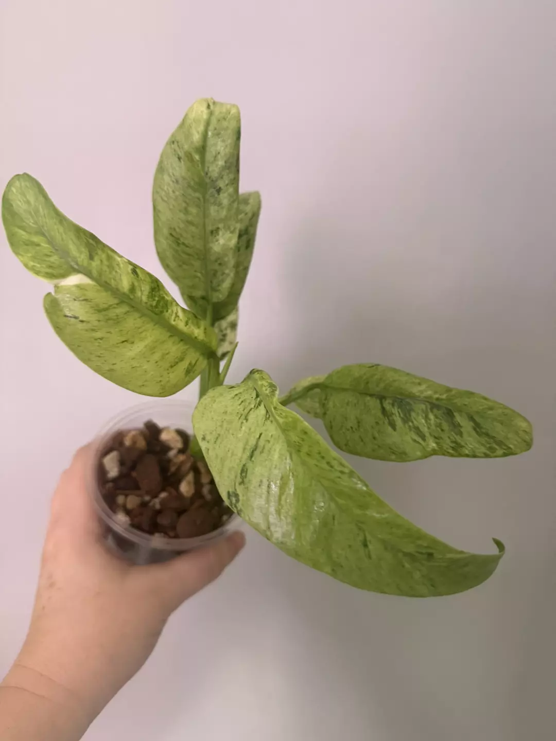 Epipremnum giganteum variegated thumbnail