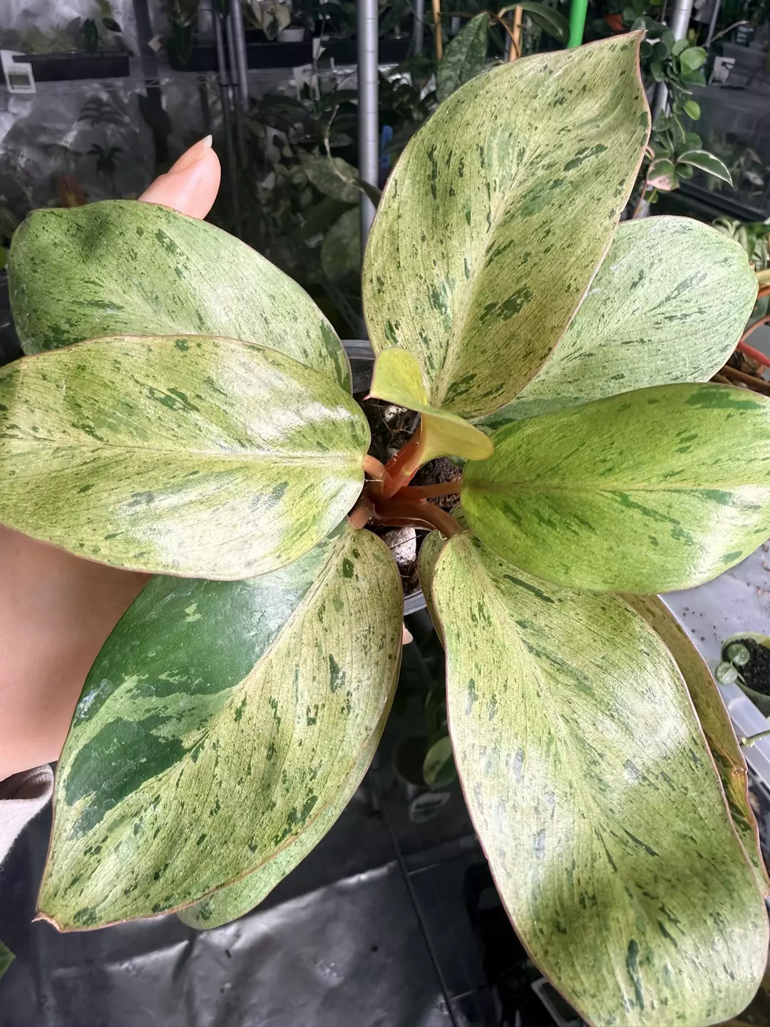 Philodendron Congo Mint/Marble Dwarf thumbnail