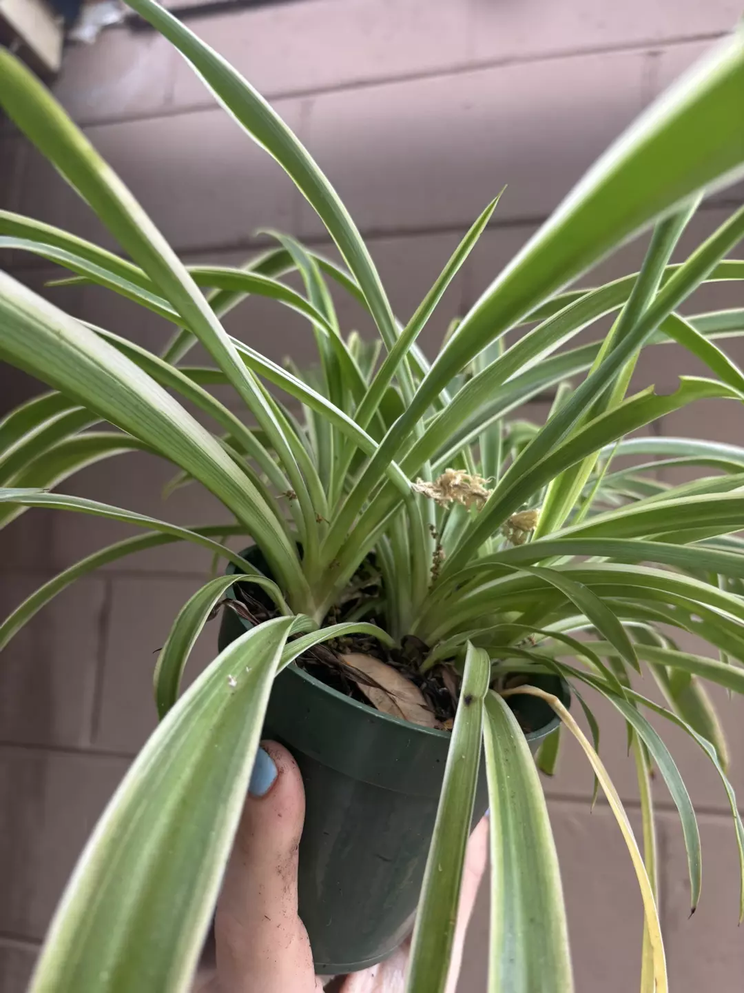 Enclosure ready Spider plant (1 bundle only) thumbnail