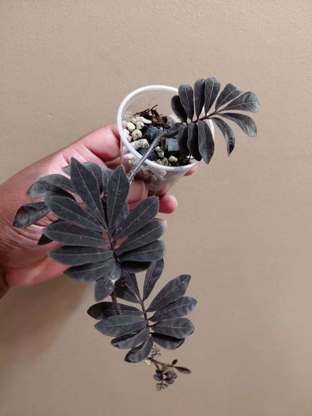 Solanum Uleanum #1 thumbnail