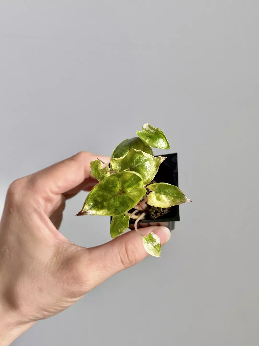 Alocasia Yucatan Princess 7057 thumbnail