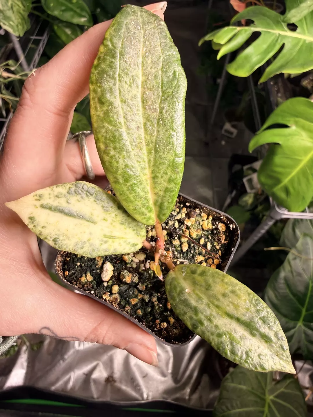 Hoya Crocodile 🐊 *NEW GROWTH!* thumbnail