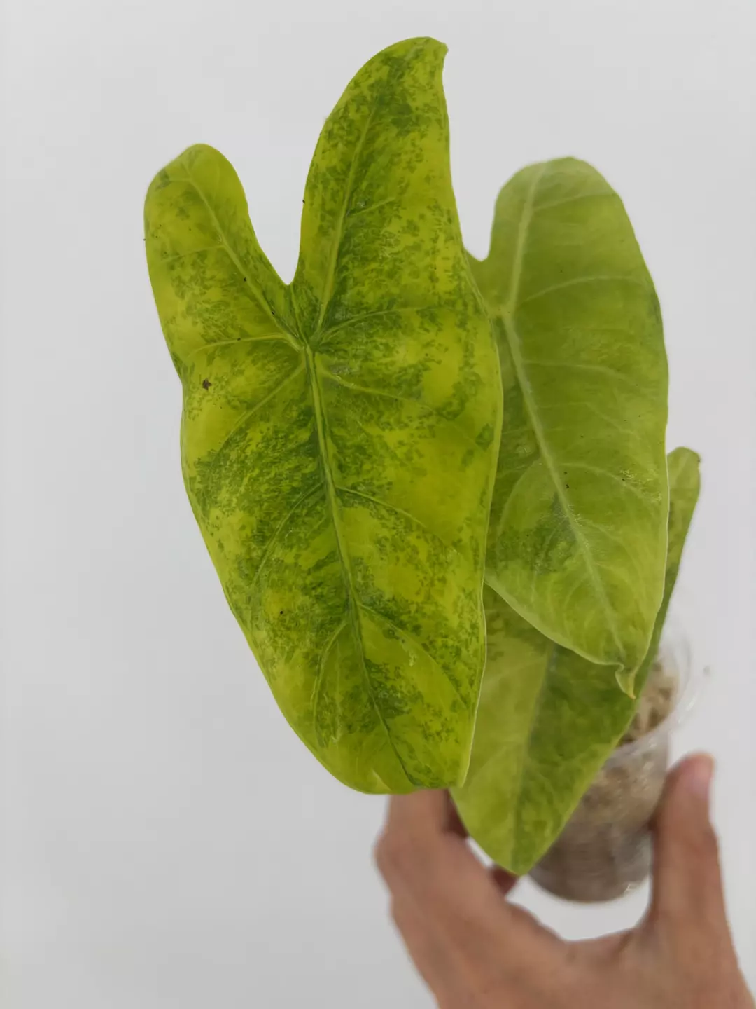 Alocasia Longiloba Lemon Lime Variegated Plant # 495 thumbnail