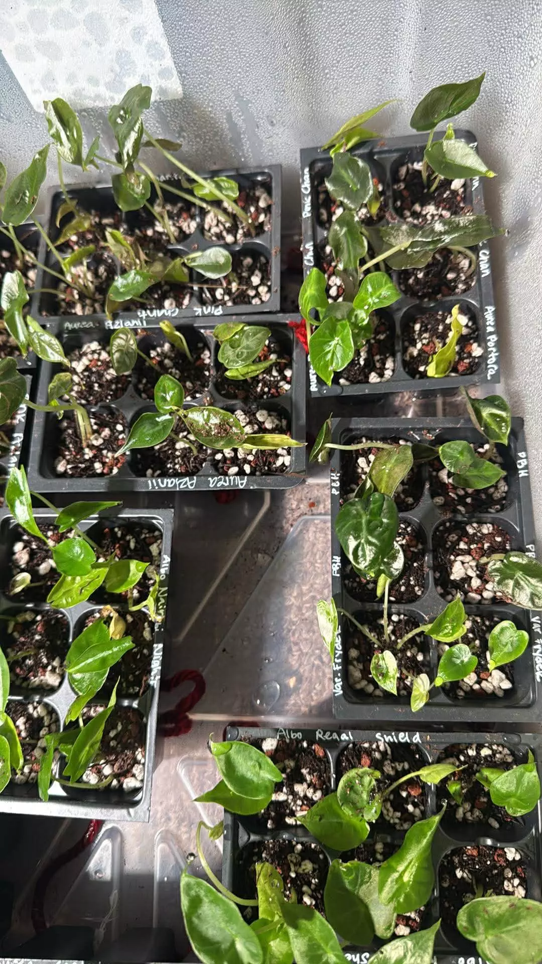 Mystery 4 pack of Green from Colored Mom thumbnail