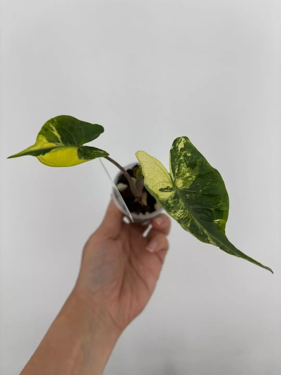 Alocaisa Stingray Aurea Variegated Plant # 122 thumbnail