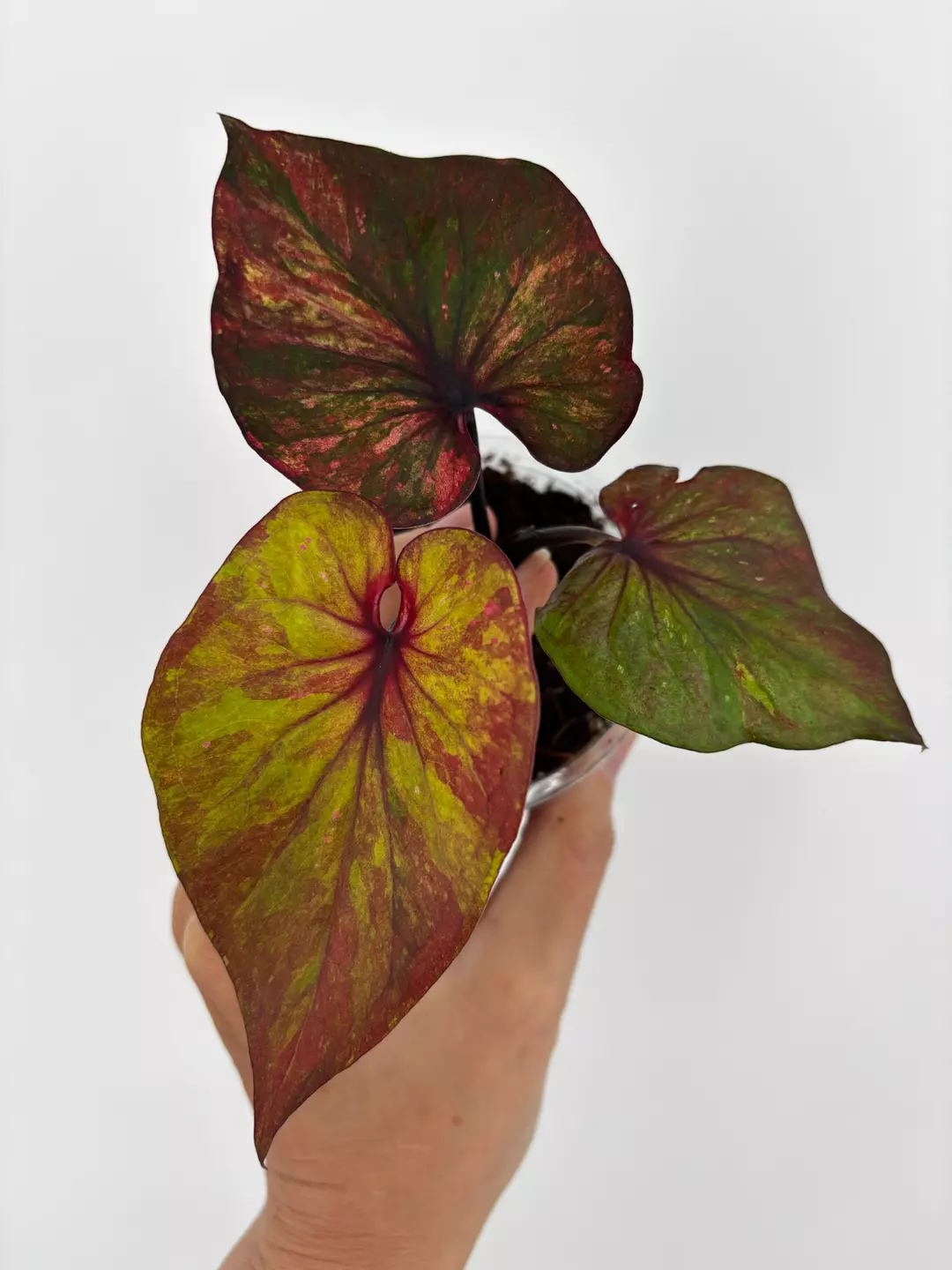 RARE! Caladium Thai Hybrid Plant # 505 thumbnail