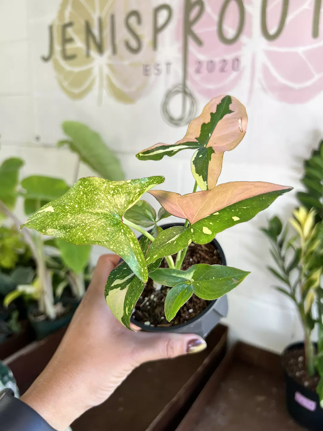 4” Syngonium Red Spot Tricolor C - Exact Plant🌱 thumbnail