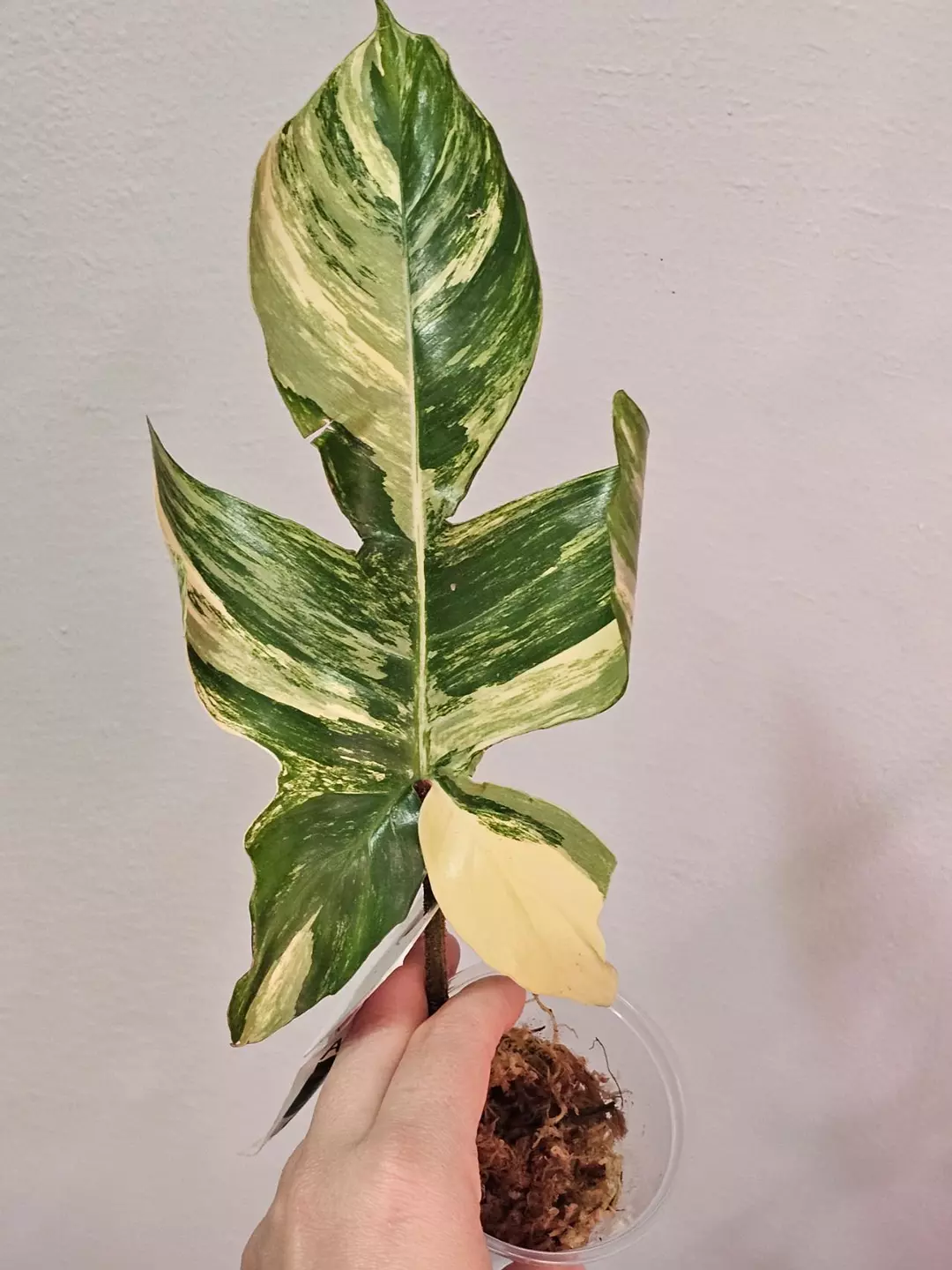 Florida beauty x squamiferum thumbnail