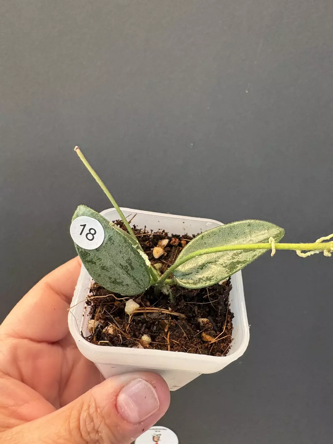 Hoya Lima Silver thumbnail